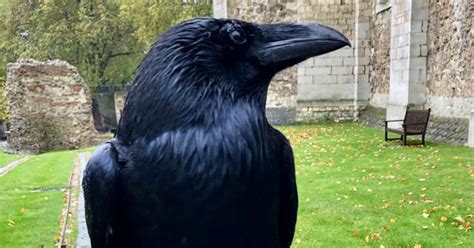 Raven Tales: Folklore and Legends from Around the World